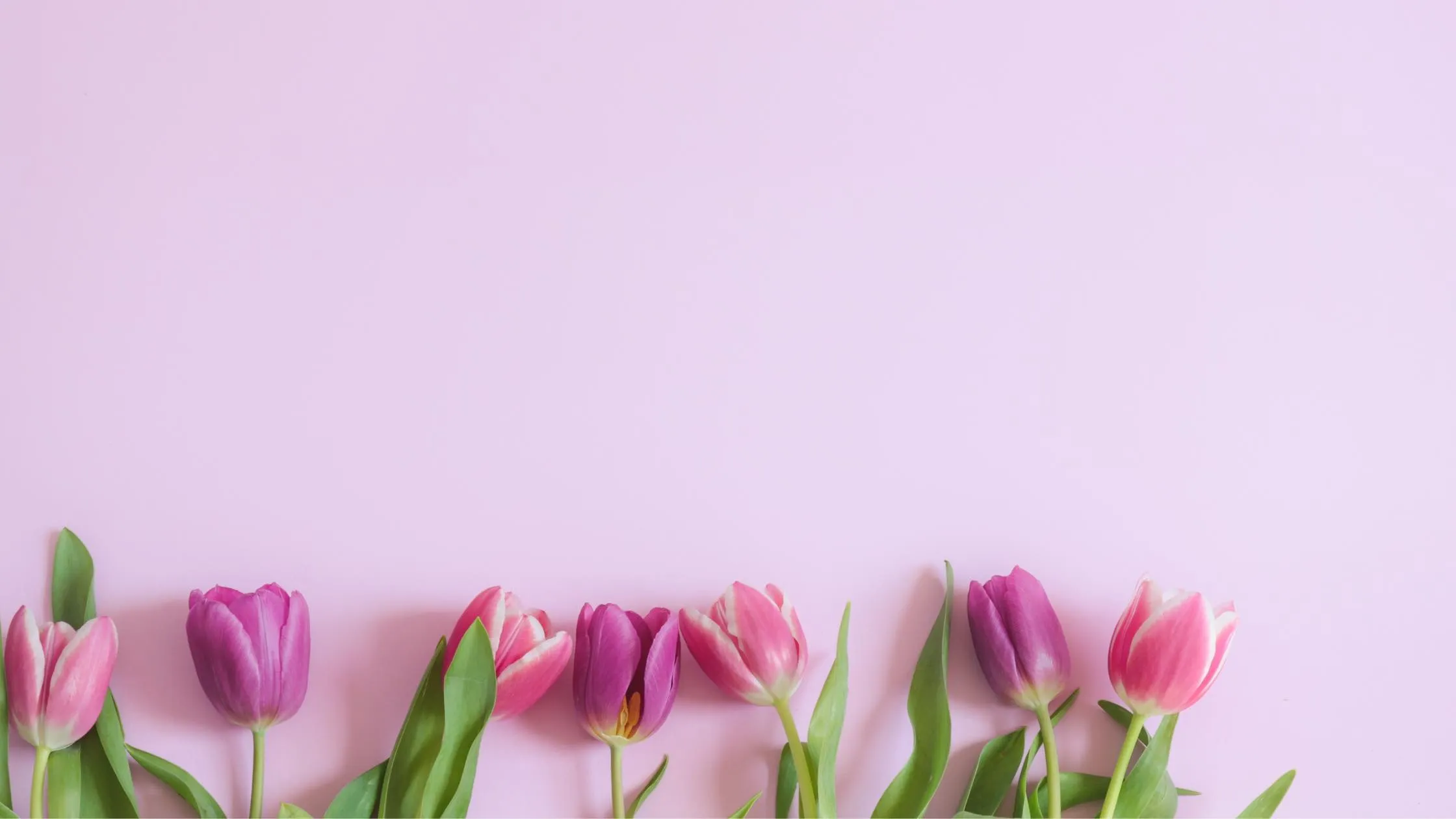 spring flowers with pink background